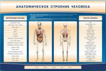 Электрифицированный стенд-тренажер c макетом скелета "Анатомическое строение человека" - «globural.ru» - Туймазы