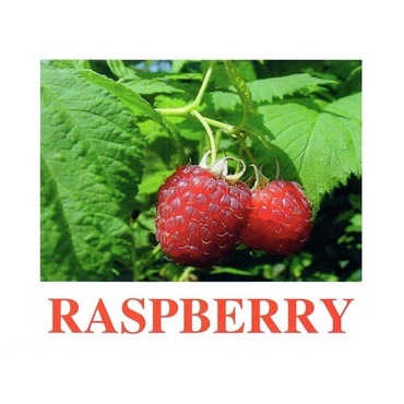 "Berries-1" ("Ягоды-1") английские карточки Домана - «globural.ru» - Туймазы