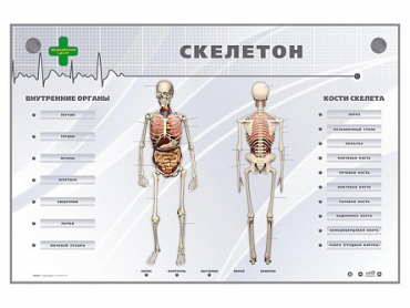 Электрифицированный стенд-тренажер "Скелетон" - «globural.ru» - Туймазы