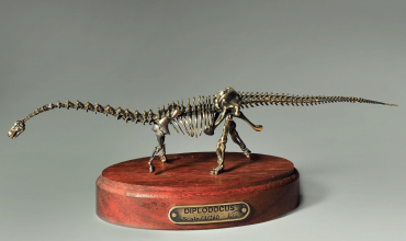 Модель скелета динозавра Diplodocus  (вариант 2) - «globural.ru» - Туймазы