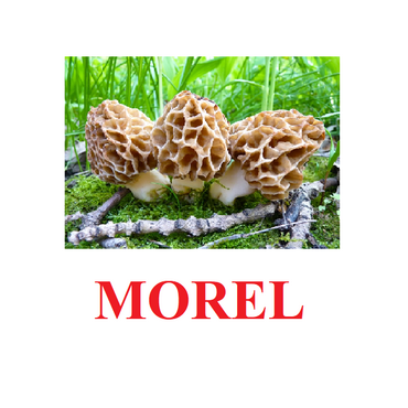 "Mushrooms" ("Грибы") английские карточки Домана - «globural.ru» - Туймазы