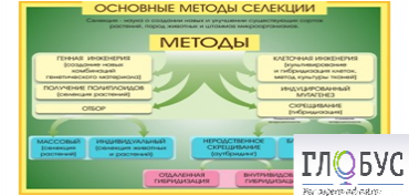 Стенд "Методы селекции и биотехнологии" - «globural.ru» - Туймазы