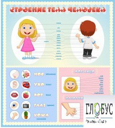 Стенд "Строение человека" для детей - «globural.ru» - Туймазы