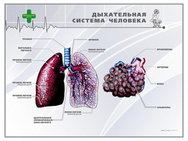 Стенд "Дыхательная система человека" - «globural.ru» - Туймазы