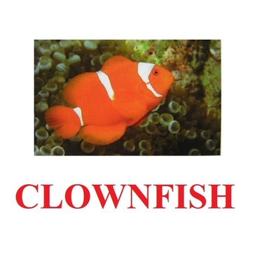 "Fish" ("Рыбы") английские карточки Домана - «globural.ru» - Туймазы
