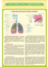 Стенд "Дыхательная система" - «globural.ru» - Туймазы